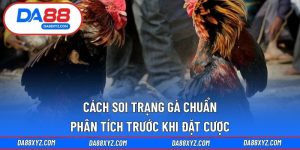 Cách soi trạng gà chuẩn