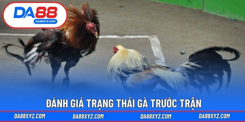 Đánh giá trạng thái gà trước trận