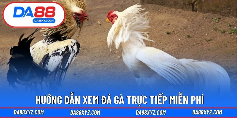 Hướng dẫn xem đá gà trực tiếp miễn phí
