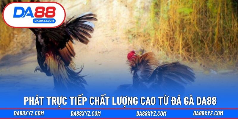 Phát trực tiếp chất lượng cao từ đá gà DA88